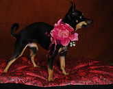 pink pet clothes