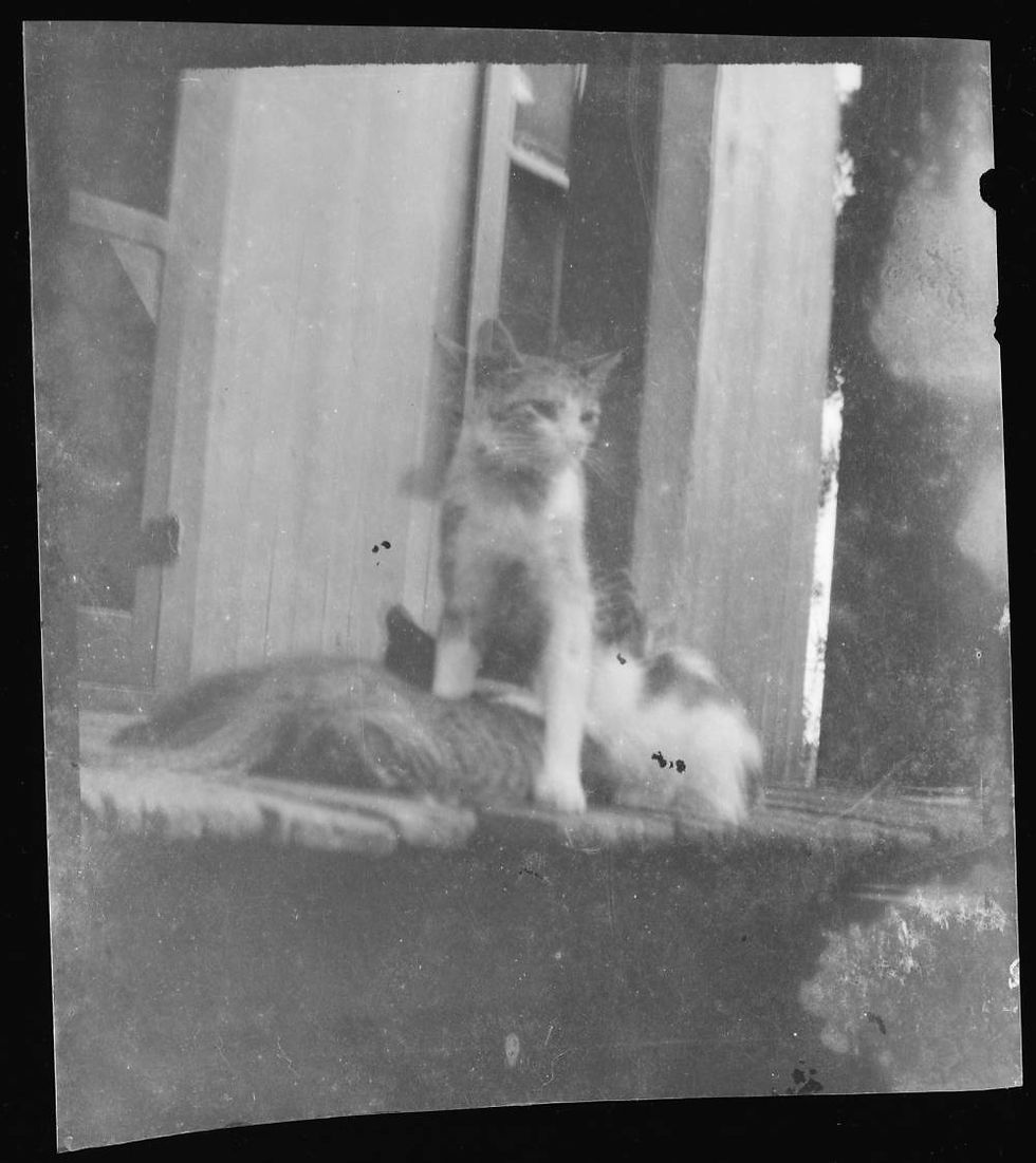 A black and white photograph of two cats resting on a porch.