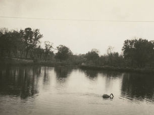 A swan swims in the lake at Zoo Park.