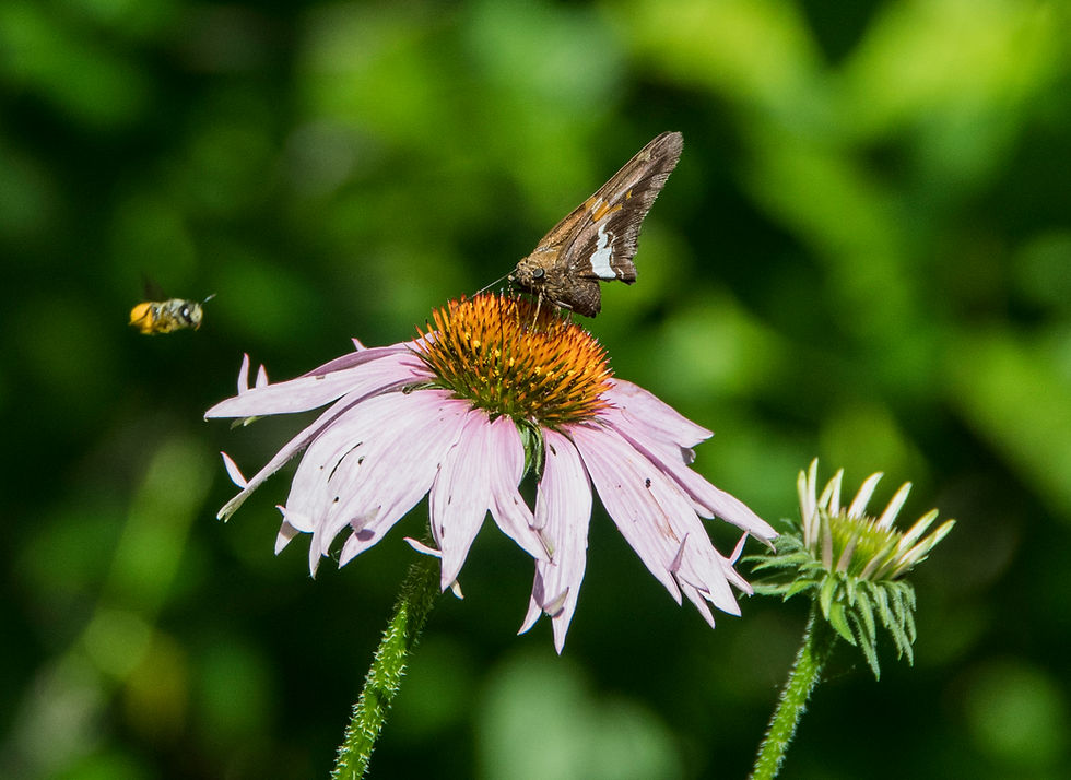 A silver-spotted skipper (a butterfly with brown coloration) drinks nectar from the central cone or flowering head of a purple coneflower. A bee approaches the flower from the left.