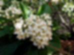 Sorbus aria - Blüte