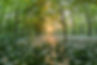 forest-811352.jpg
