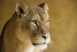 lioness-3686133__340