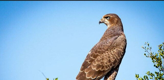 Michigan’s Raptors – Pigeon River Discovery Center