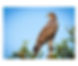 Michigan’s Raptors at the Pigeon River Discovery Center