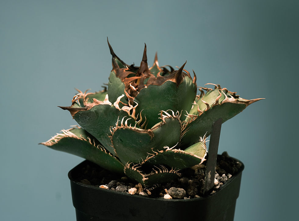 264_NONAME_4_2_edited
