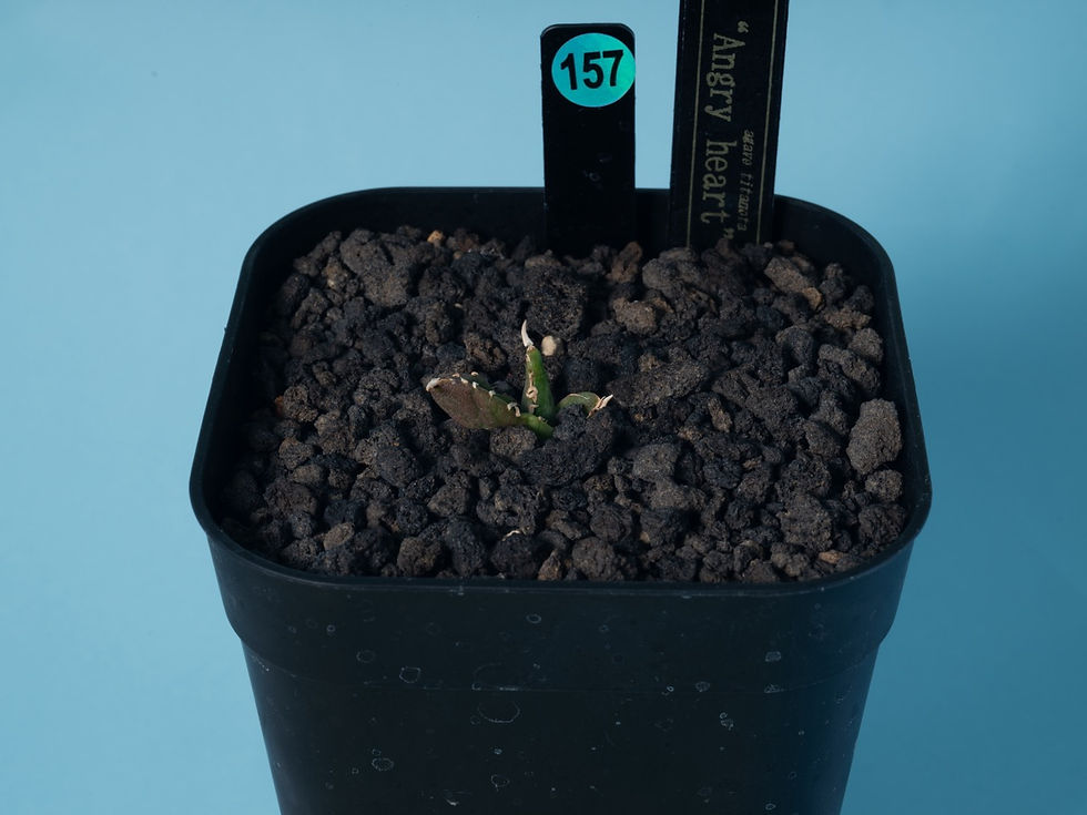 157_アングリーハート0