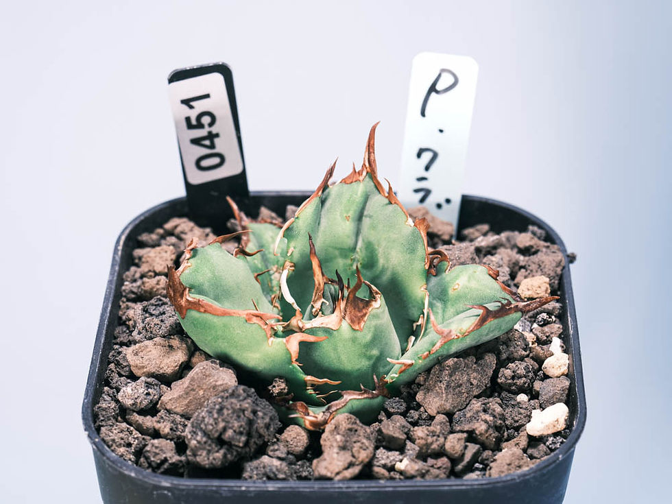 451_ペルシアンクラブ