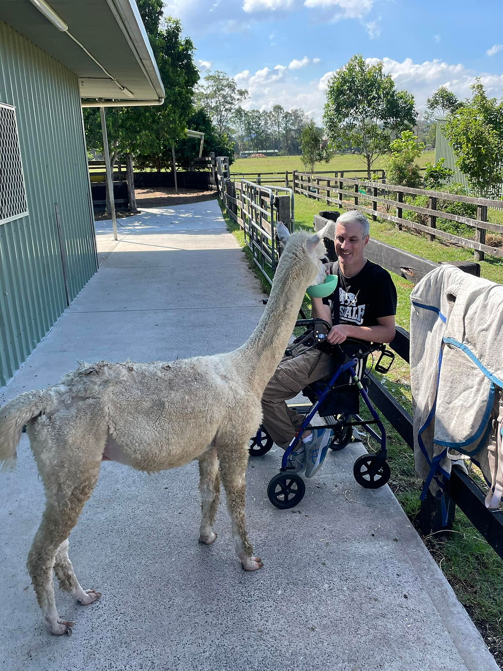 Alpacas Make the Best Therapy Animals