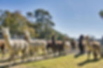 Alpacas on the move