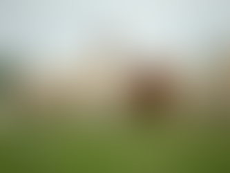 Visit Iris Lodge Alpacas in Jilliby: A Heartwarming Farm Experience