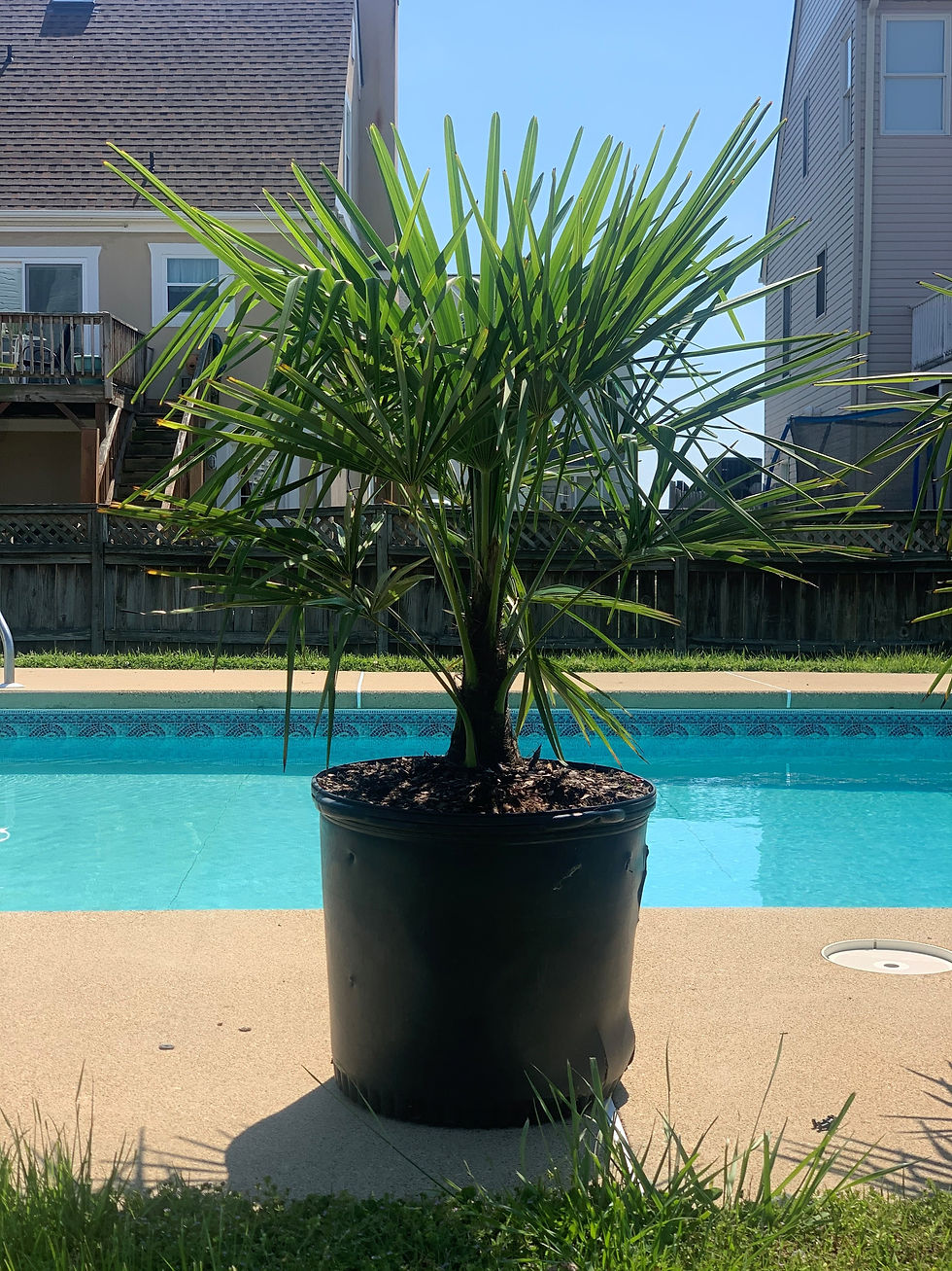 Windmill Palm 15 Gallon 4 feet total height!