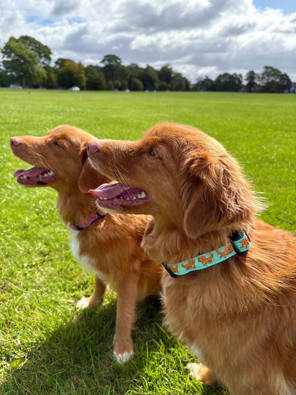 Thumbnail: Toller Dog Collar