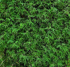 nature-bamboo-leaves-background-texture-roadside_916155-47_edited.jpg