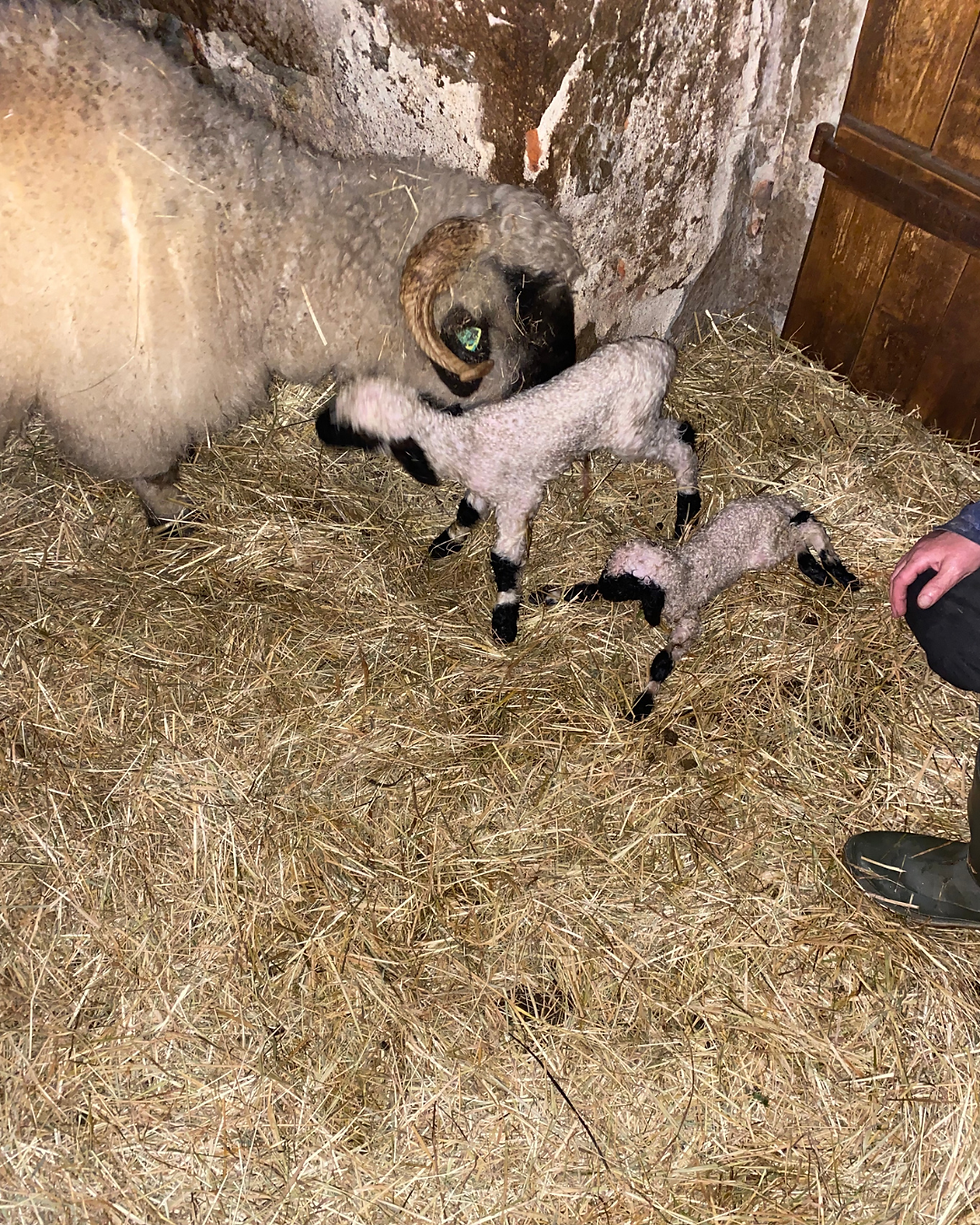 Die Ablammzeit hat begonnen – Unser Osterwunder