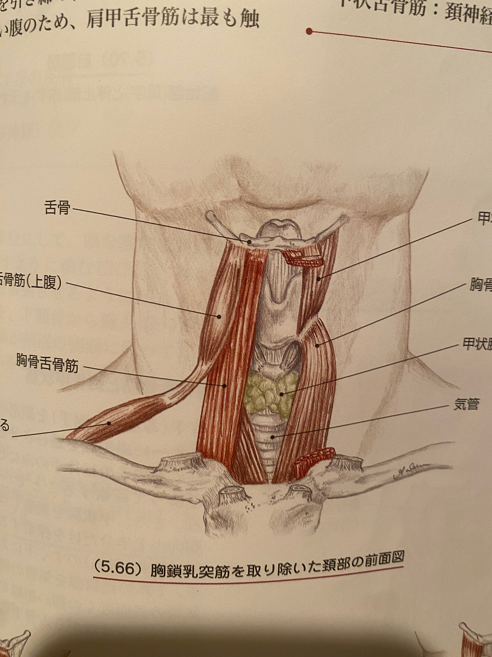 肩甲舌骨筋