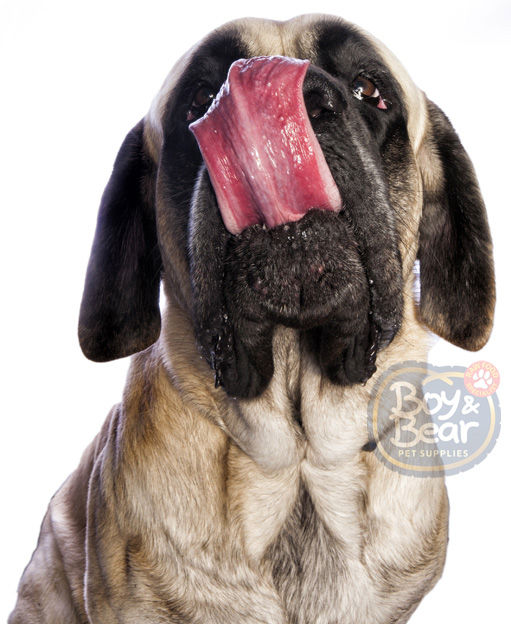 KANGAROO MEAT SUPPLIERS PERTH Kangaroo Dog Food