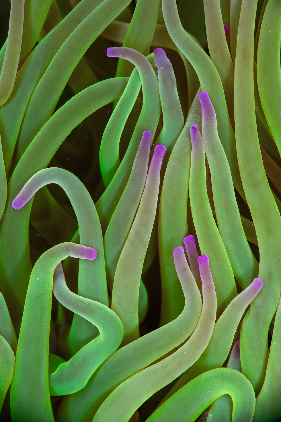 Anemonia viridis