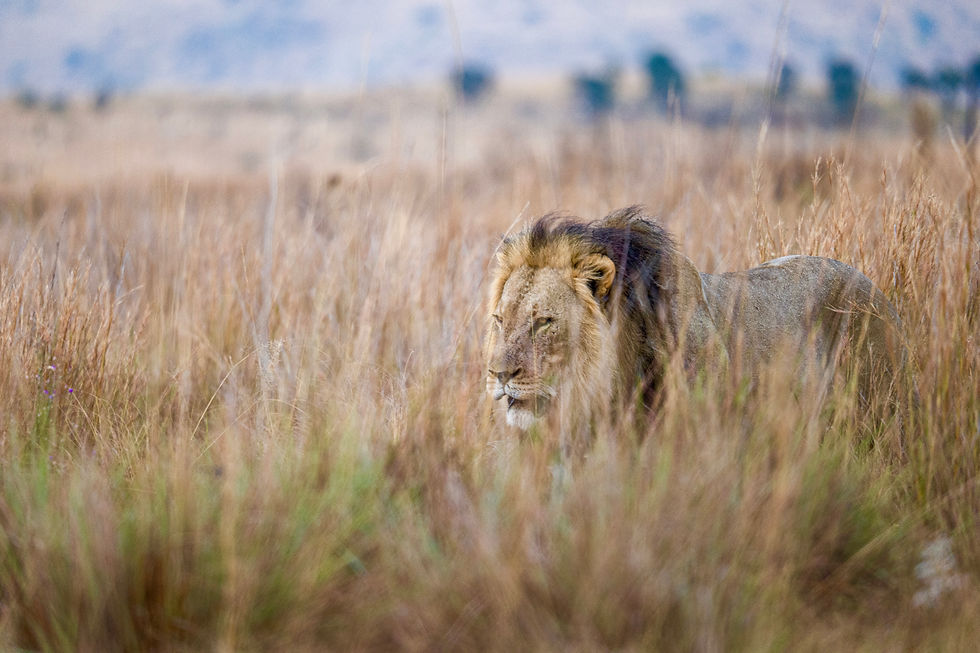 Panthera leo