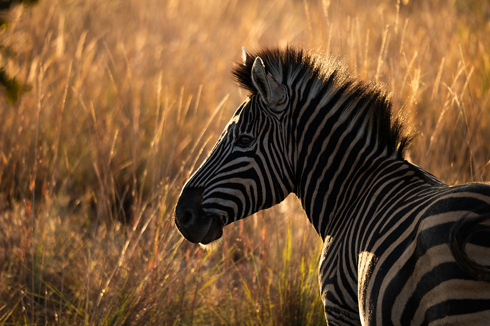 Equus zebra