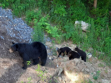 Mother bear and cubs