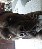Brindle