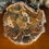 Thumbnail: Petrified wood slab