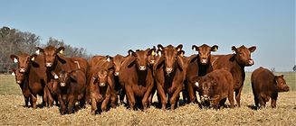 cc0558074b721caff65512408261e0bf (1).jpg