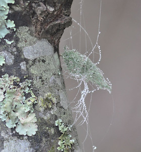 Lichen Greenssprings Trail LindaMillerArtistPoetNaturalist 2025.jpg