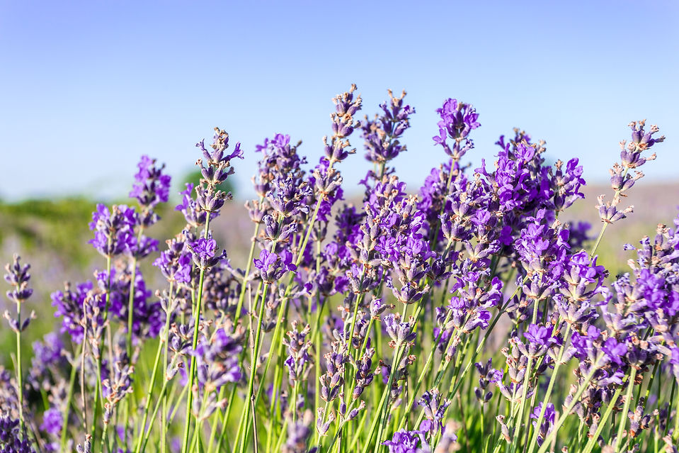 lavender-plants-growing-field.jpg