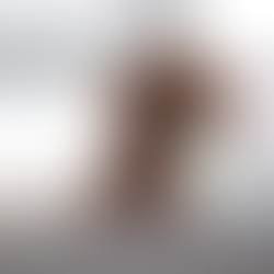 La guía definitiva para mantener impecable a un poodle mini: baños, productos y frecuencia ideal