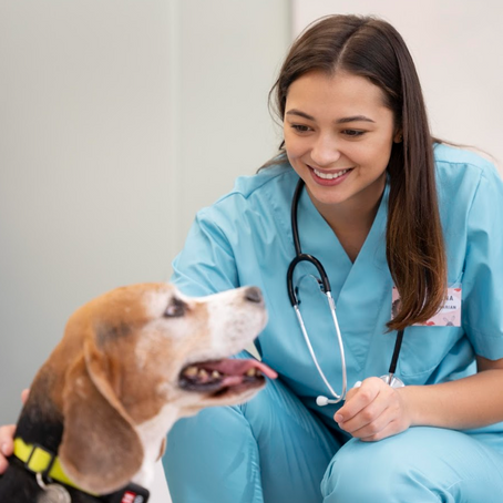 Cómo saber si tu perro necesita ir al veterinario: guía rápida para dueños con poco tiempo