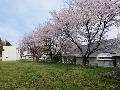 広場の桜.JPG