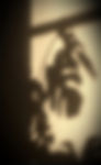 plant_shadow_clean_edited_edited.jpg