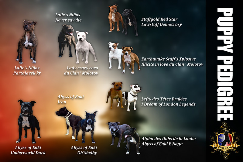 Marlone&Kira PED PUPPY.jpg