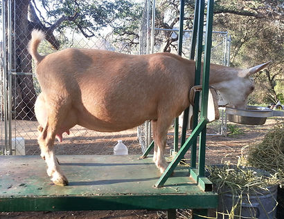 Joyful Hearts LilyoftheValley