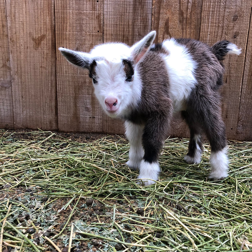 L36 polled, blue-eyed buckling DOB 12.4.19