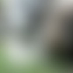 What to Feed Your Goats