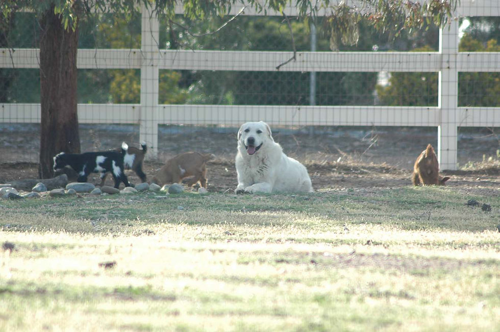 Samwise Gamgee is our trusted LGD. He is an Akbash which means "white head" in Turkish. He is watching over newborn baby goats as they play near the fence line. Sam takes his job seriously as do most Akbash.