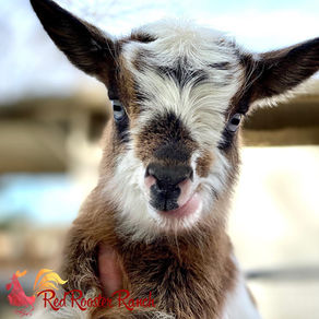 A Comprehensive Beginner’s Guide to Buying Goats