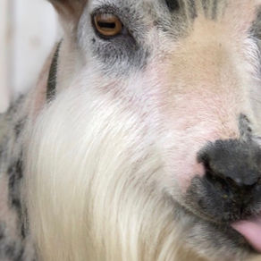 Buying Goats: Should I Get Boys or Girls?