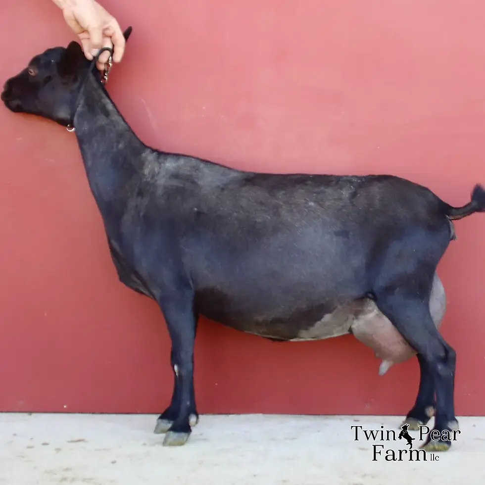 GCH Oak Apple Kireina 5*M V+EE 90