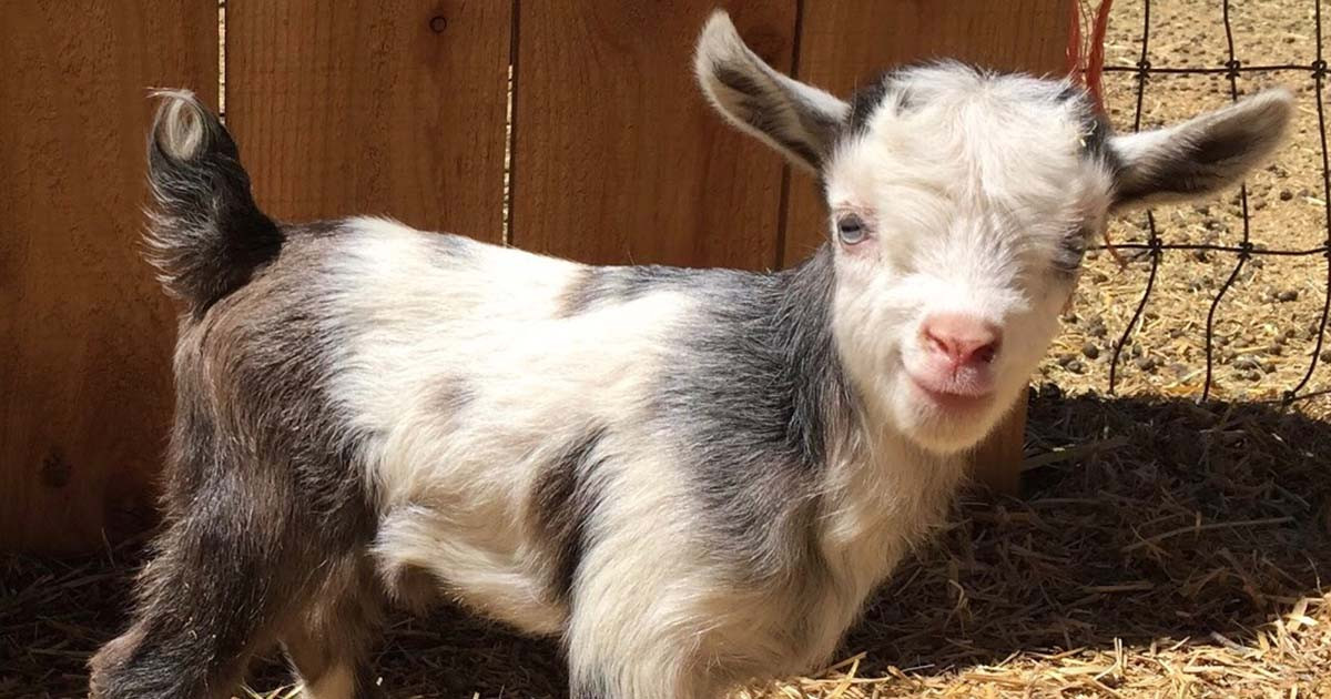 Top buying goats near me hottest you should know