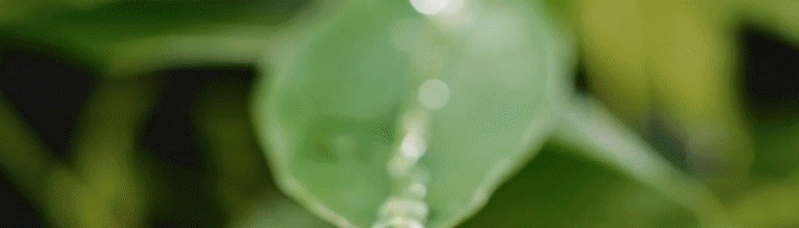 Corona-Top.gif