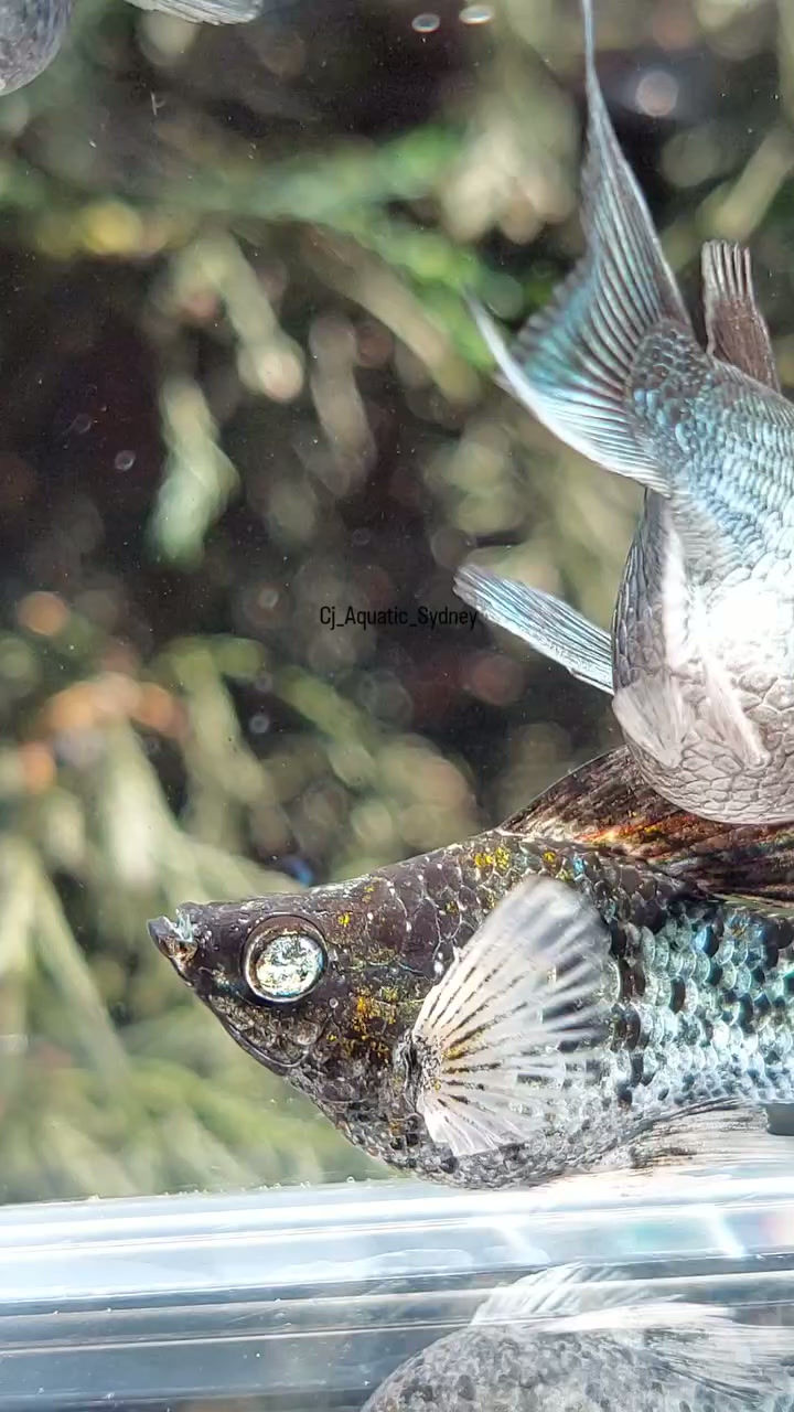 Thumbnail: Electric Blue Crystal/Diamond Eyes Ballon Molly