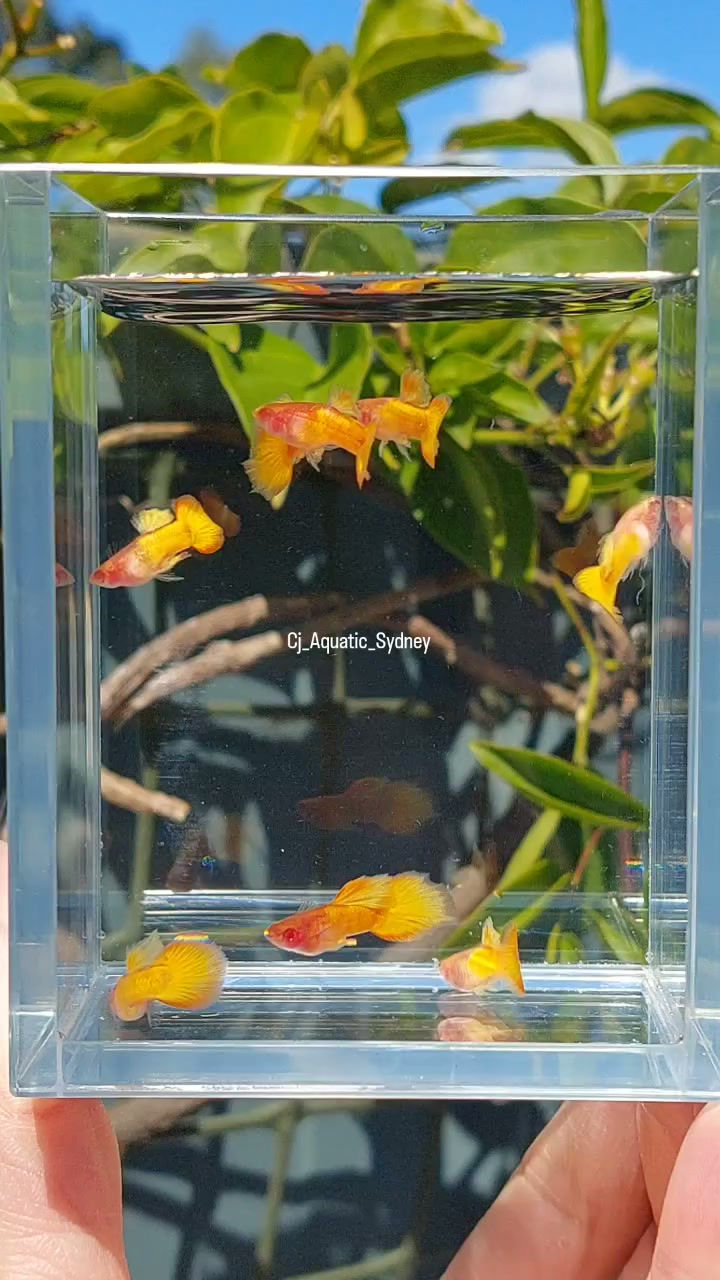 Thumbnail: Albino Gold Glass Belly, Short Body