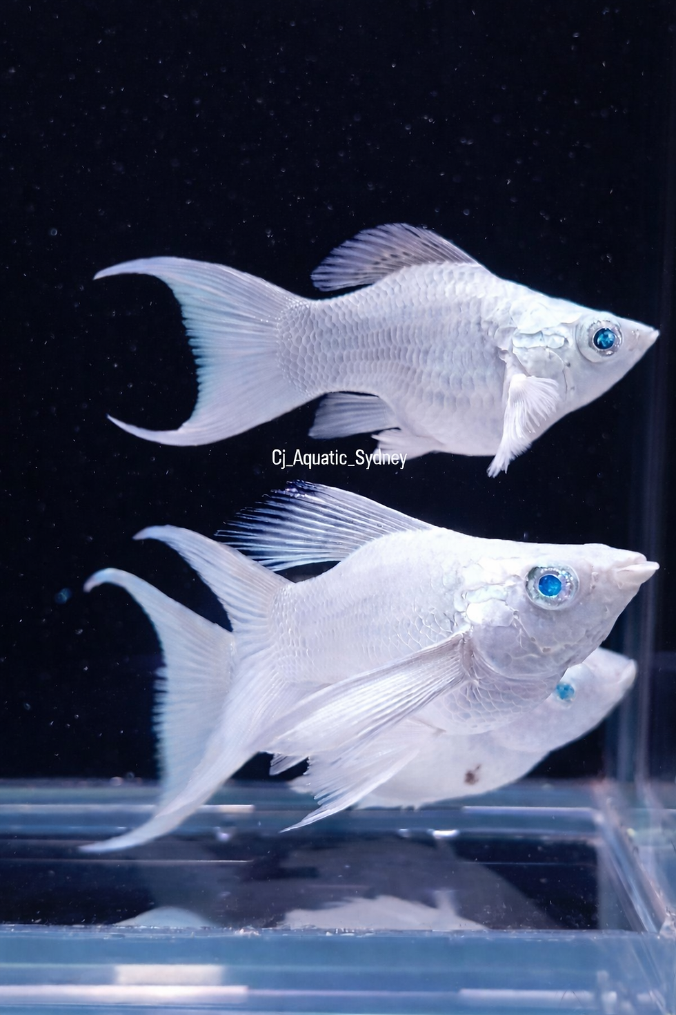 Thumbnail: Full Platinum King Balloon Crystal/Diamond/Blue Eyes 