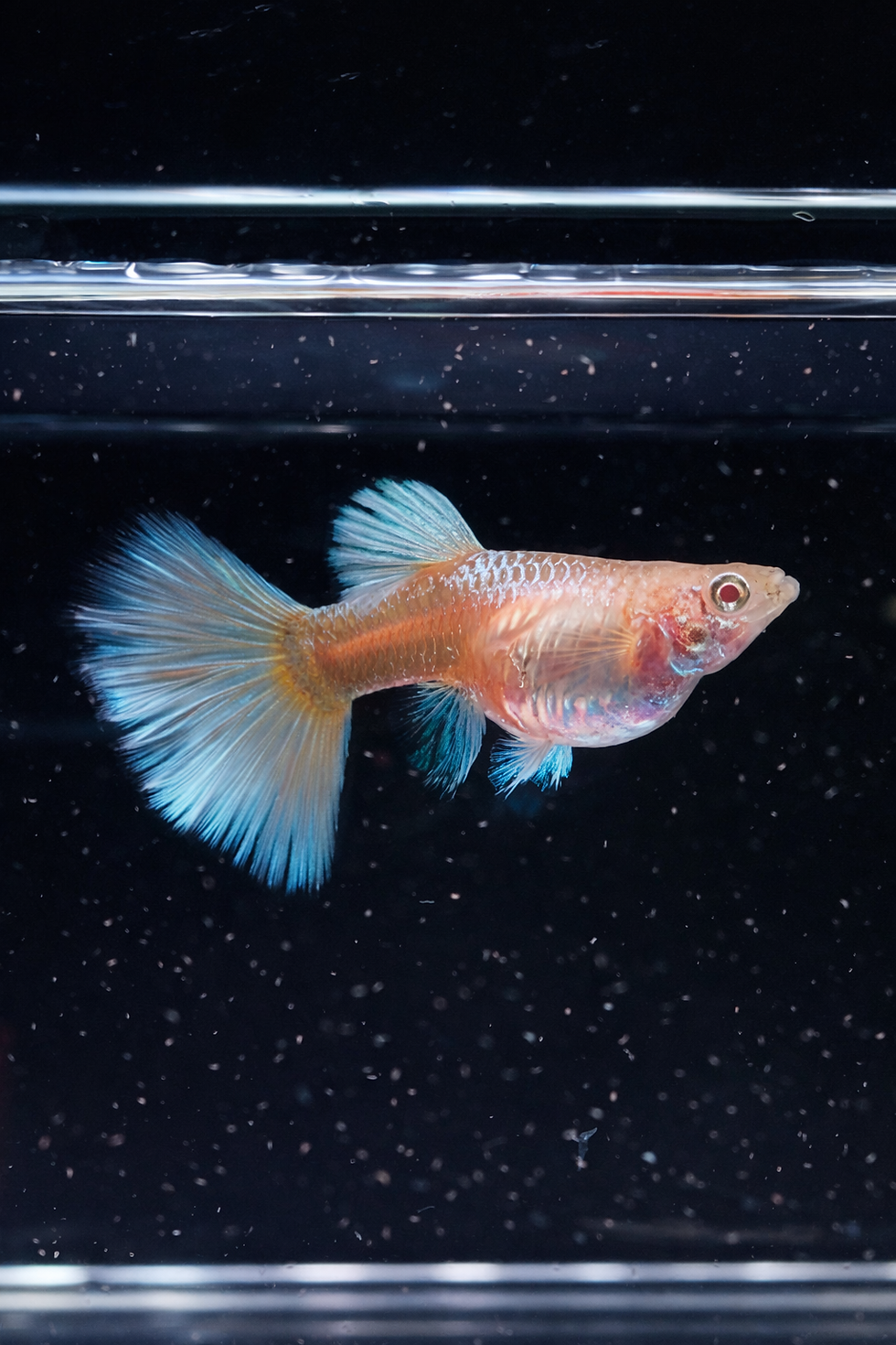 Thumbnail: Albino Full Platinum White Big Dorsal