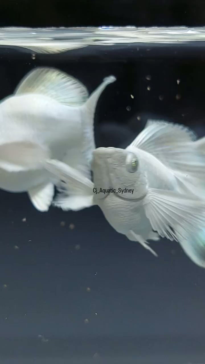 Thumbnail: Full Platinum King Balloon Crystal/Diamond/Blue Eyes 