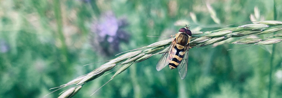 Syrphe du groseillier_pattes jaune ++_edited.jpg